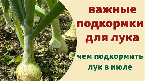 Использование удобрений и приемов ухода за садовым луком в Сибири