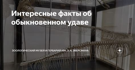 Исследование сновидения о золотистом небольшом удаве и его значимость