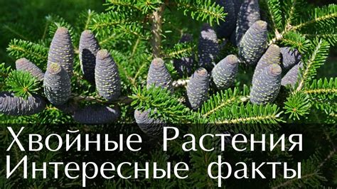 Истоки и происхождение туманных образов сказок о хвойных стволах