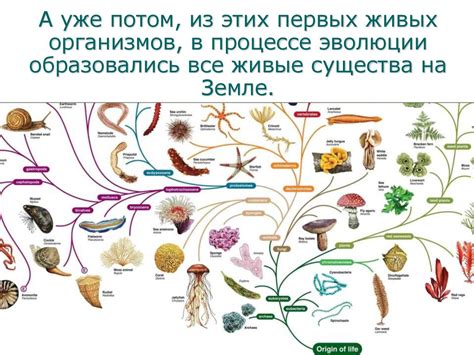 История появления первых живых организмов