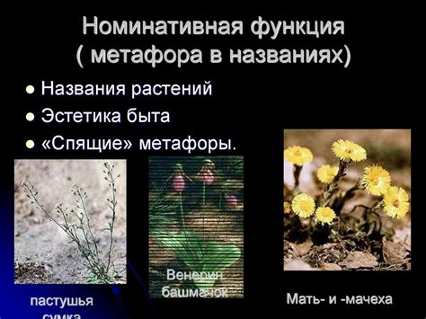 История преобразования написания слова "функции"