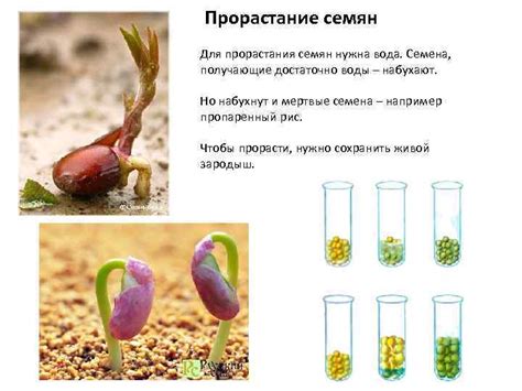 Исцеление и обновление: значение прорастания семян в мире снов