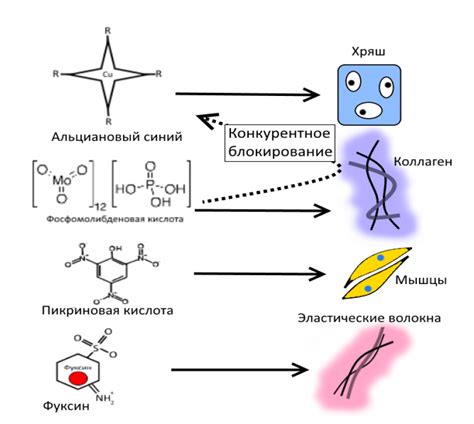 Какие вещества используются для маллори окраски?