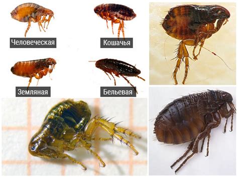 Какие виды средств от блох существуют?