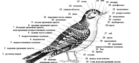 Какие изменения происходят у оперения птиц во время линьки