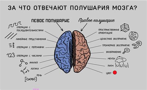 Какие механизмы в мозгу отвечают за восприятие цветочных композиций во время сновидений?