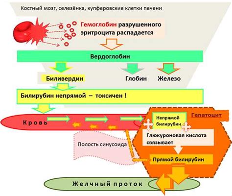 Какие опасности несет снижение уровня непрямого билирубина?