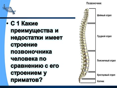 Какие преимущества и недостатки имели его экспедиции