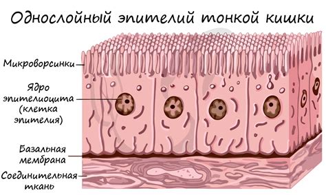 Какие причины взятия буккального эпителия важно знать