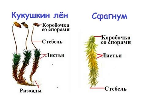 Какие решения можно предложить для устранения проблемы с ножкой коробочки сфагнума?