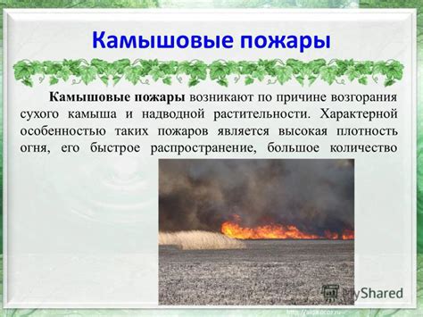 Какие события могут предрекать быстрое распространение огня среди высушенной растительности?