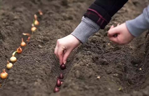 Какие способы посадки лука под зиму существуют