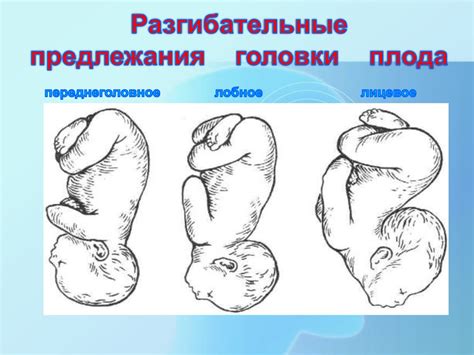 Какие физиологические изменения происходят перед опусканием головки плода?