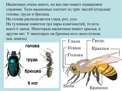 Какие ценности ассоциируются со сновидениями о причёсывании насекомых с головы?