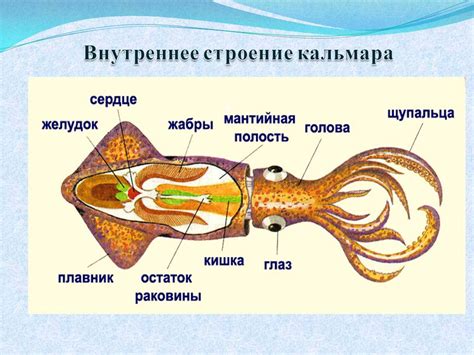 Какие части кальмара используются для полосок?