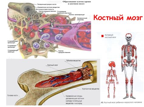 Какими функциями обладает костный мозг?