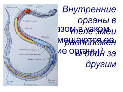 Каким образом змеи запасают запасы в организме