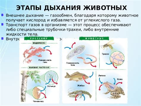 Каким способом животное получает подобные характеристики?