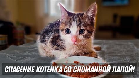 Каково значение сна о котенке со сломанной лапкой?