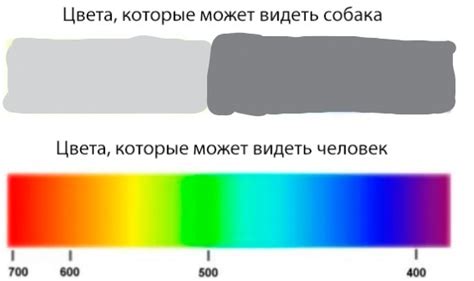 Каковы значения символов, которые может нести собака пепельного цвета в сновидении?