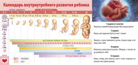 Каковы изменения у ребенка на 40 неделе беременности