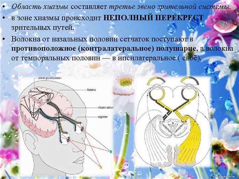 Каковы особенности зрительной системы собак?