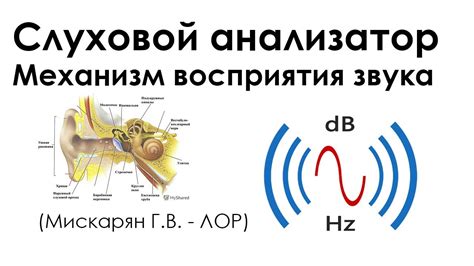 Каков механизм звука хруста?