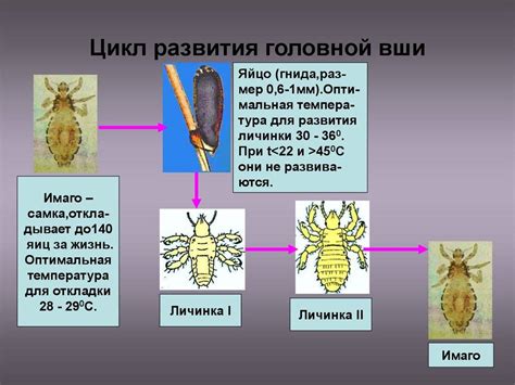 Каков цикл размножения вшей и сколько гнид они откладывают