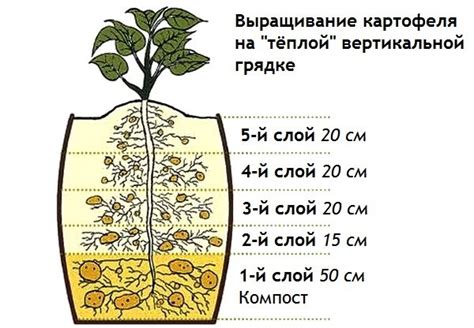 Какое количество перегноя необходимо для выращивания картофеля на сотке земли