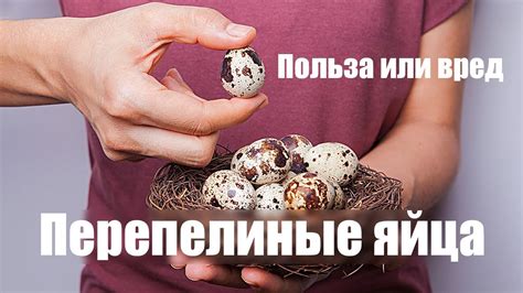 Какую роль играют перепелиные яйца в нашем здоровье?