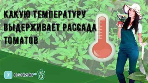 Какую температуру предпочитает газон?