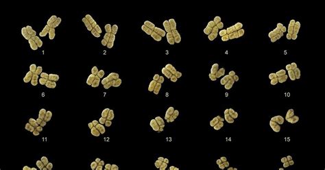 Как видеть хромосомы под микроскопом