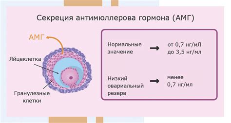 Как влияет антимюллеров гормон на беременность?