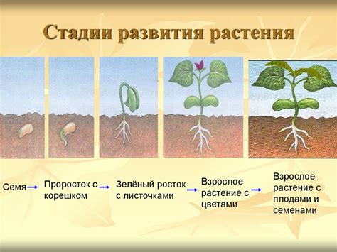 Как влияют сезоны на развитие и рост растения