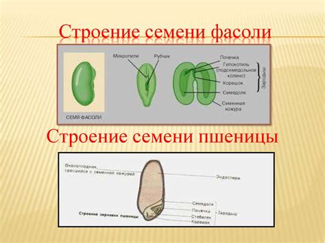 Как возникает семяножка