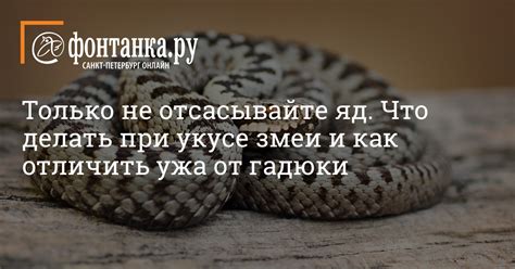 Как выбрать правильного ужа