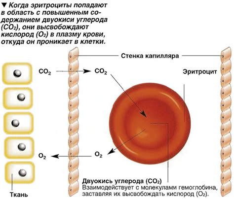 Как дышло переносит кислород