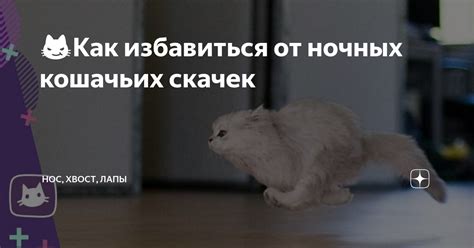 Как избавиться от ночных кошачьих амоксопрессов: рекомендации психологических специалистов и экспертов