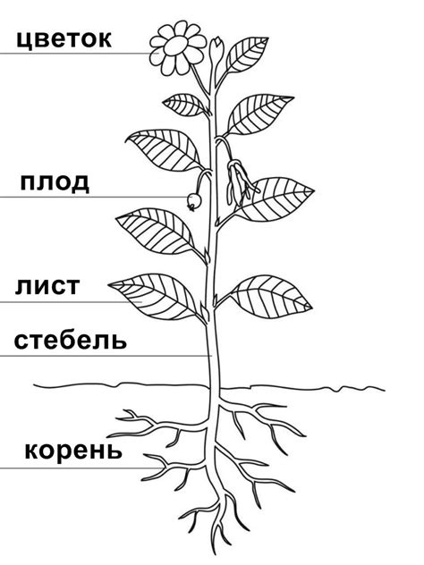 Как использовать лишний лист, стебель, плод или корень?