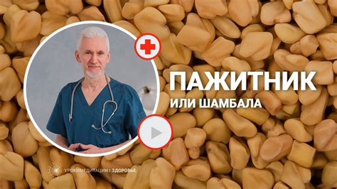 Как использовать пожитник и пажитник в сыре