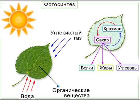 Как кельвины влияют на фотосинтез