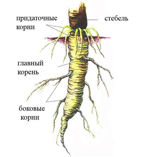 Как корешок обеспечивает питание растения