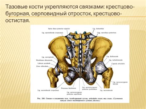 Как кости укрепляются?