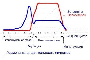 Как лютеиновая фаза влияет на организм женщины