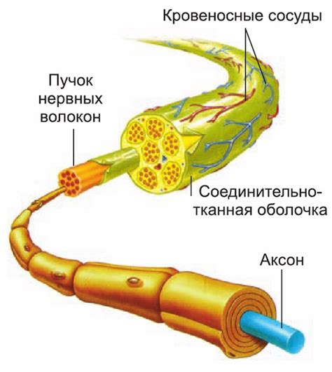 Как нервы делают нас красивыми