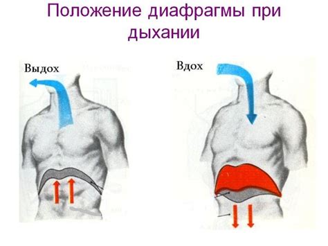 Как определить брюшное дыхание?