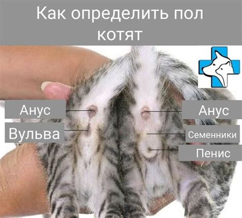 Как определить пол кота