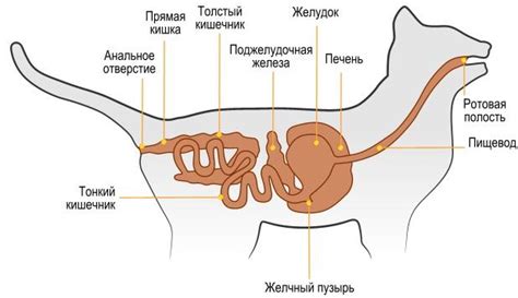 Как организм кота терпит голод и жажду