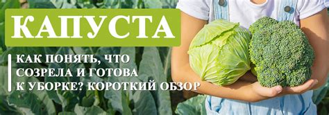 Как понять, что антоновка созрела?