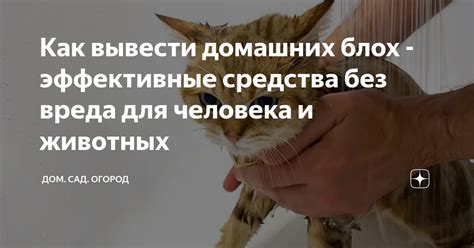 Как правильно вывести осу из комнаты без вреда для себя и животных